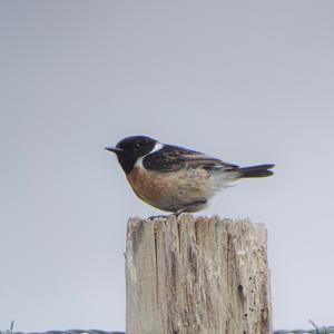 European stonechat