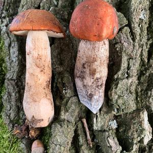 Orange Birch Bolete