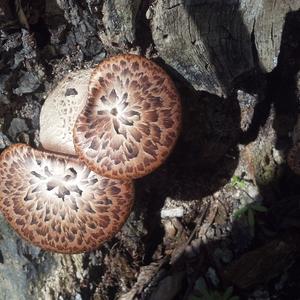 Dryad`s Saddle