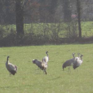 Common Crane