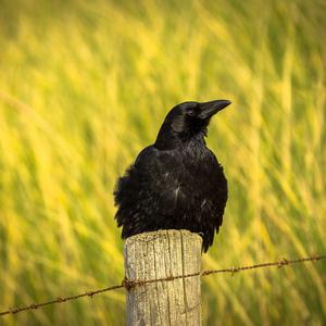 Carrion Crow