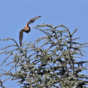 Common Kestrel