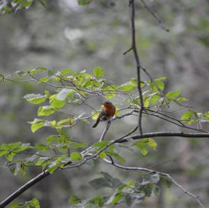 European Robin