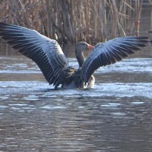 Greylag Goose