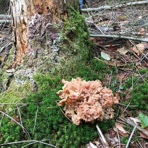 Eastern Cauliflower Mushroom