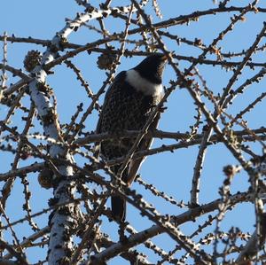 Ring Ouzel