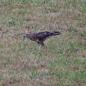 Mäusebussard