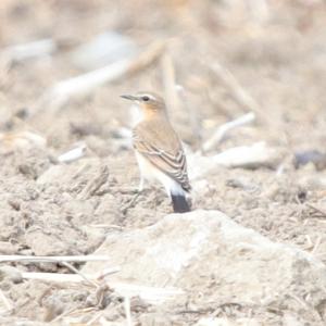 Northern Wheatear