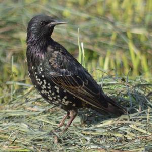 Common Starling