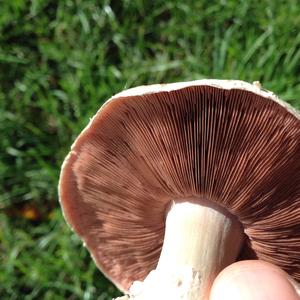 Meadow Agaric