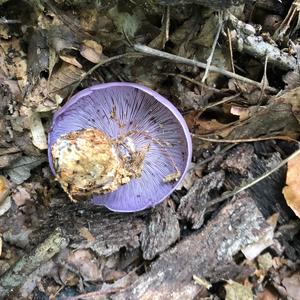 Wood Blewit