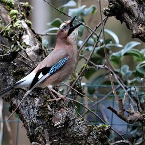 Eurasian Jay