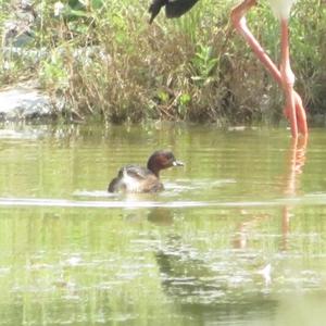 Little Grebe