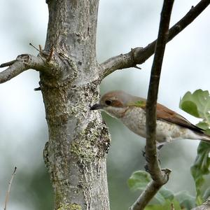 Red-backed Shrike