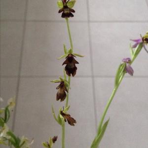 Fly Orchid