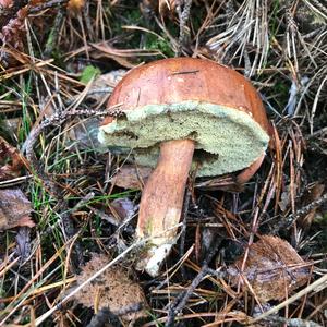 Bay Bolete