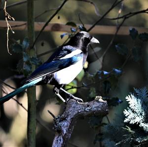 Black-billed Magpie