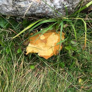 Variegated Bolete