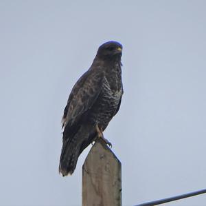 Common Buzzard