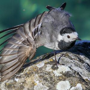 White Wagtail