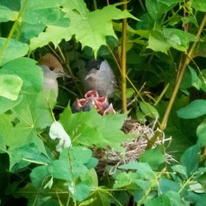 Blackcap