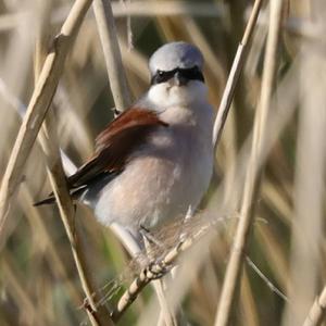 Red-backed Shrike