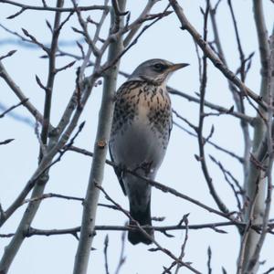 Fieldfare