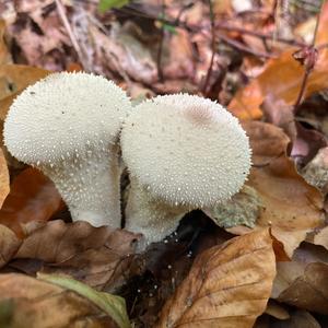 Gem-studded Puffball