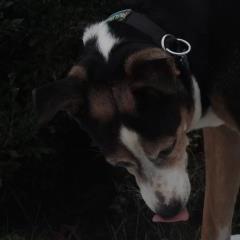 Unknown Breed
