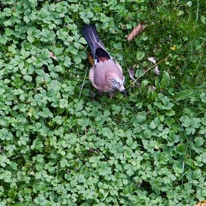 Eurasian Jay