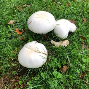 Horse Mushroom