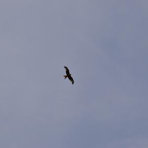 Red Kite