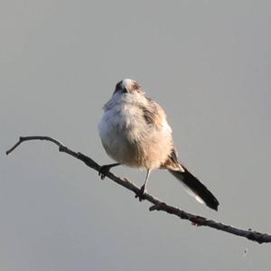 Long-tailed Tit