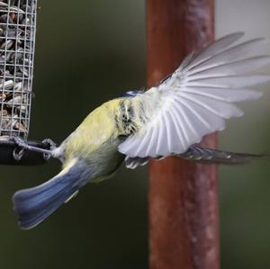 Blue Tit