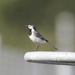 White Wagtail