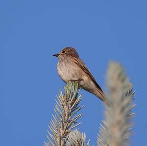 Spotted Flycatcher