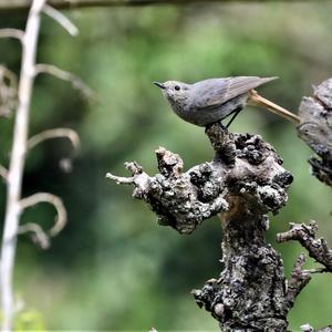 Black Redstart