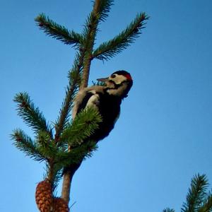 Great Spotted Woodpecker