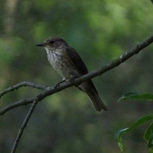 Spotted Flycatcher