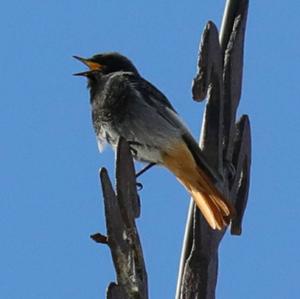 Black Redstart