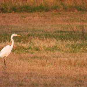 Great Egret