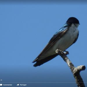 Tree Swallow