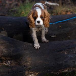 Cavalier King Charles Spaniel