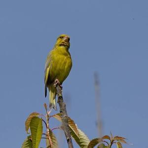 European Greenfinch