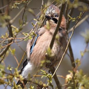 Eurasian Jay