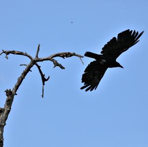 Carrion Crow