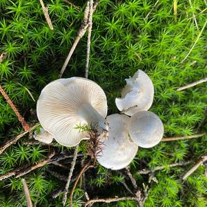 Sweetbread Mushroom