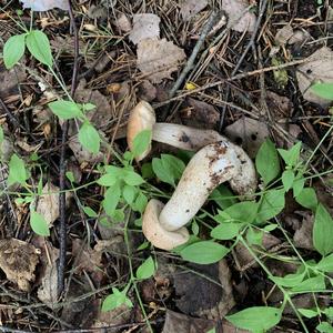 Summer Bolete