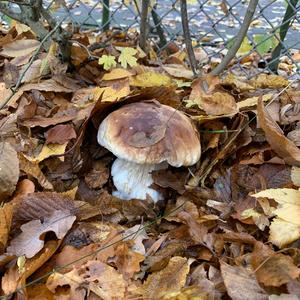 King Bolete