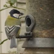 Great Tit